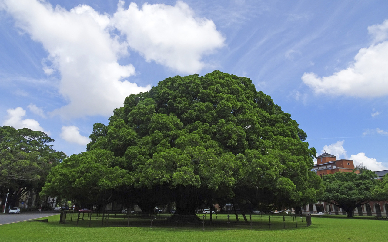 Banyan Tree 8X5
